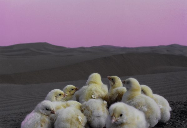 Chicks on the March (...hühnern ins Ungewisse),