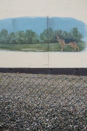 o.T. (Schäferhund)