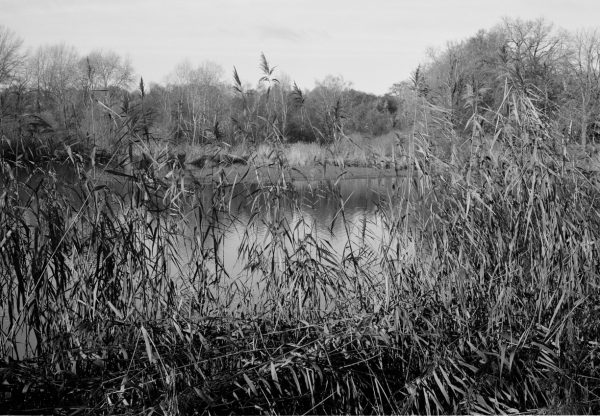 Mühlenteich, Trittau